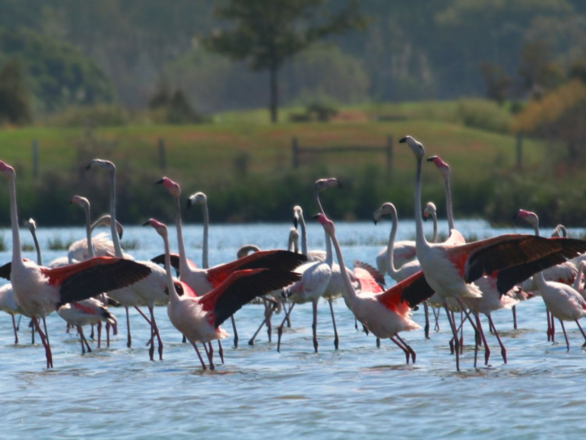 a flock of seagulls standing on a beach