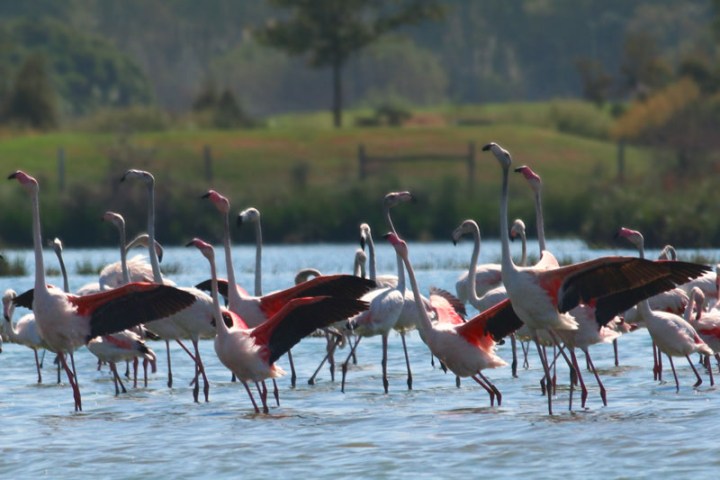 a flock of seagulls standing on a beach