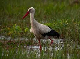 a bird standing next to a body of water