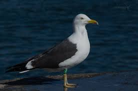 a bird standing on the edge of a body of water