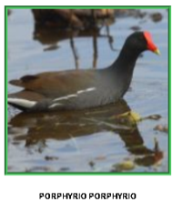 a bird standing next to a body of water