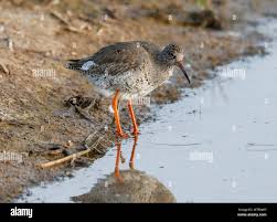 a bird that is standing in the grass