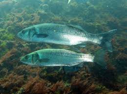 a fish swimming under water