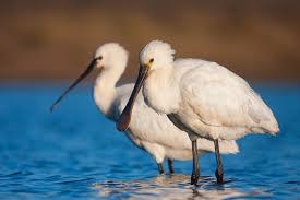 a bird standing next to a body of water