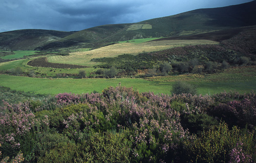 a herd of sheep grazing on a lush green field